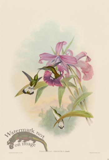 Gould Hummingbird 300